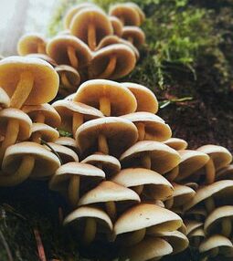The Surprising Ways Mushroom Supplements Can Boost Your Health and Vitality