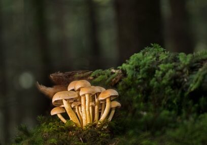 Mushroom gummies for stress relief